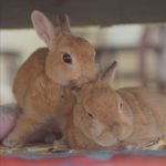 くきたん膀胱炎