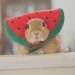 しません！！！