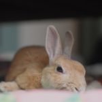 くきたん膀胱炎