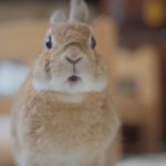 お目目の血がね