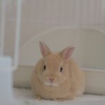 ジミーちゃんです！