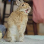 びっくりした！