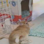 大泉洋のとこに