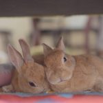 この時期になると