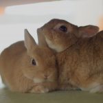 かんぺいちゃんの目