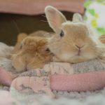 出来ないんじゃない