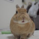 どう思ってその質問？