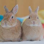 チャレンジャー