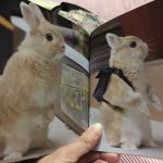 じみのフォトブック