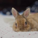 弱いように見えて