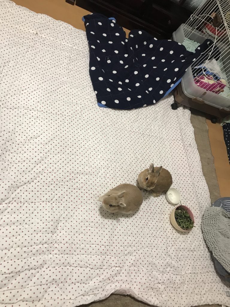 うさぎスペース3階編