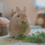 帰ってきた
