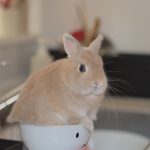 グルーミングに