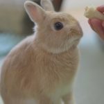 取れたかと思った