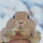 ぺーのできもの　続き