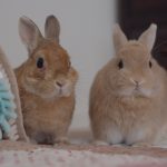 しこりの正体