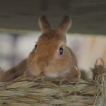 変なしこり