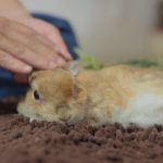 腫瘍②