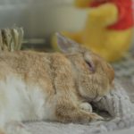 かんぺいちゃんとの出会い