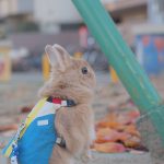 気配を消すじみ