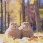 もう11月も終わりますねー