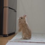 行方不明になって