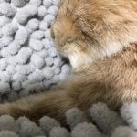 経験した事ある