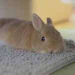 お久しぶりです