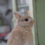 帰ってきますねん