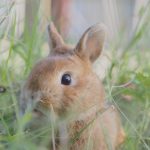 じみとかんぺい