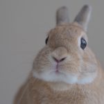 かんぺいちゃん②