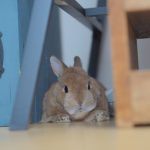 脱出経路、判明