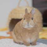 さむ