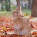 ないのに