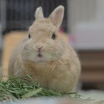 うるさいな