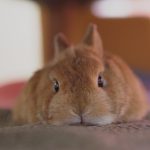 私の