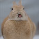 昨日の