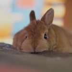 チャリ