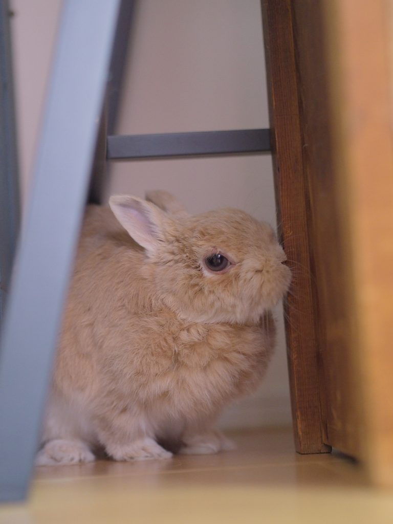 お久しぶり